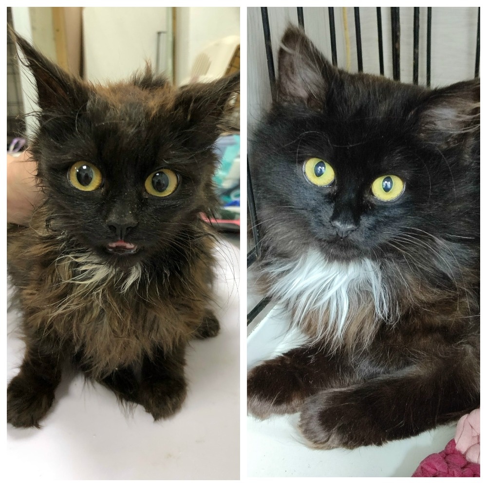 Замечательная малышка Евдокия была доставлена к нам с улицы в октябре 2025 года.