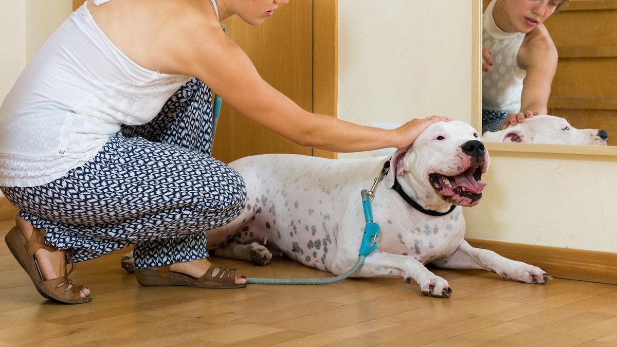    Поглаживание собак — очень древний жест для людей