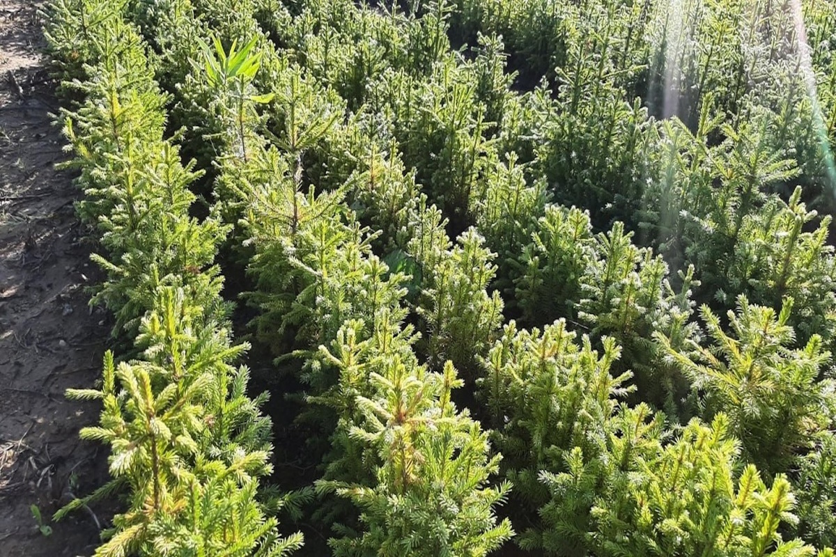    Фото: телеграм-канал Дениса Паслера, источник: екатеринбург.рф