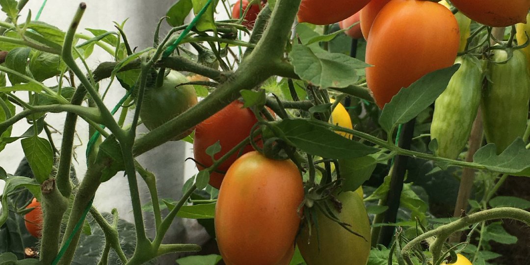 Вкусные томаты- у меня свое мнение.