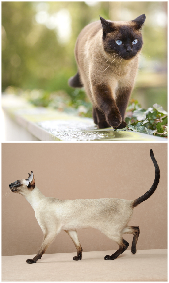 Сверху тайская кошка, снизу сиамская