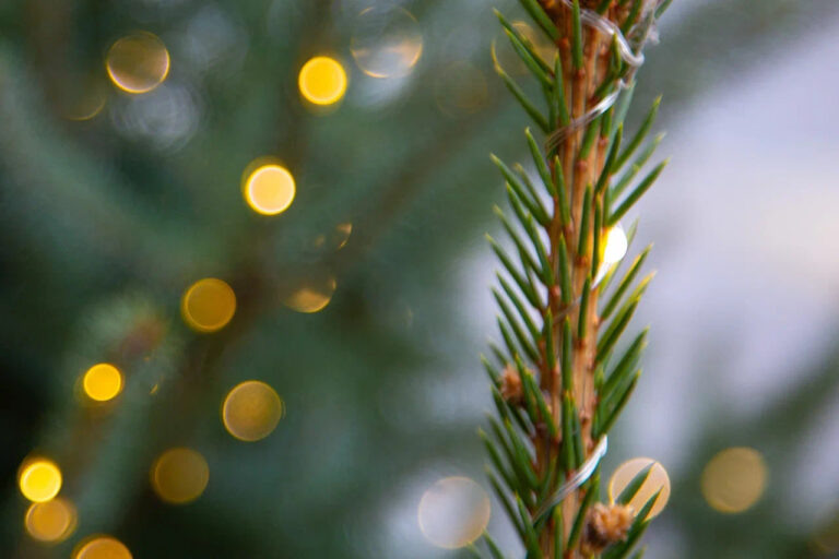    Фото: Общественная Служба Новостей Мария Спиридонова