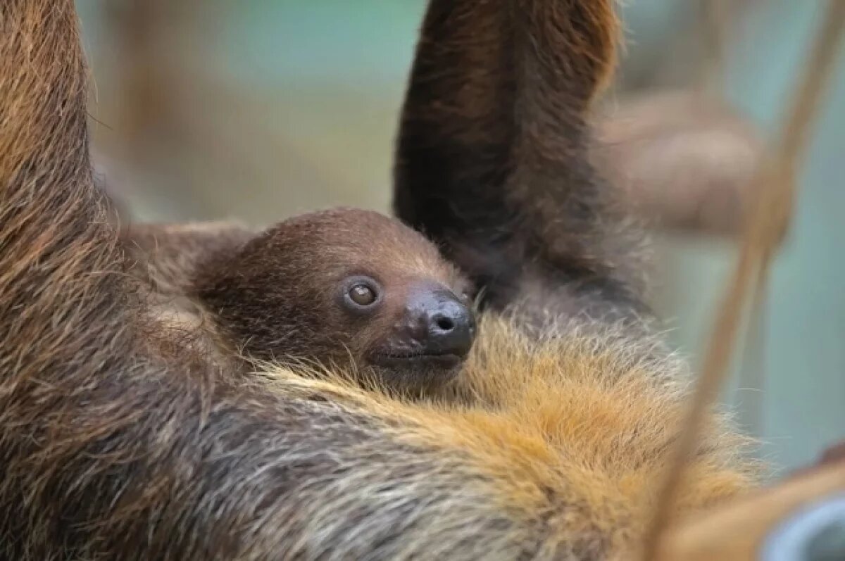    В Петербурге до 2035 года могут открыть новый зоопарк