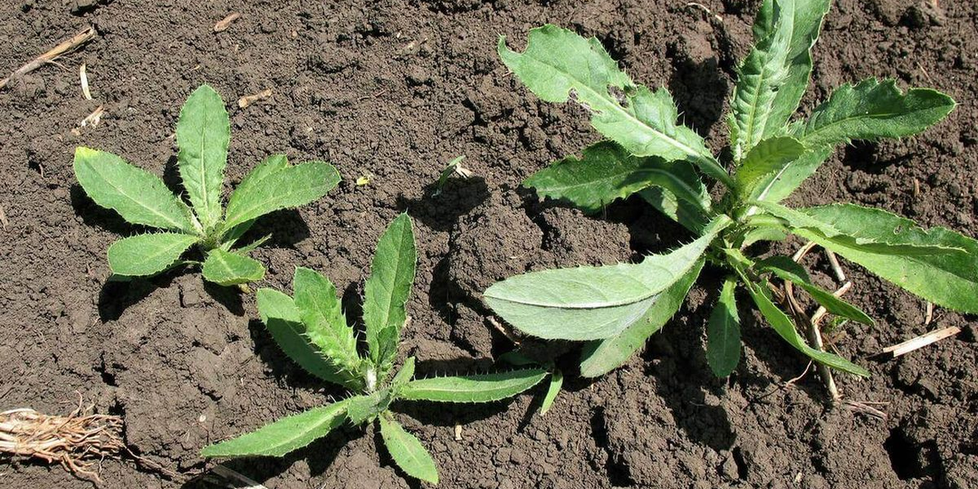 Сорняки без химии: 7 проверенных способов для ленивых и умных огородников