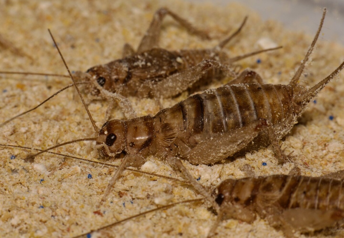     Фото: Matthew Muzzatti