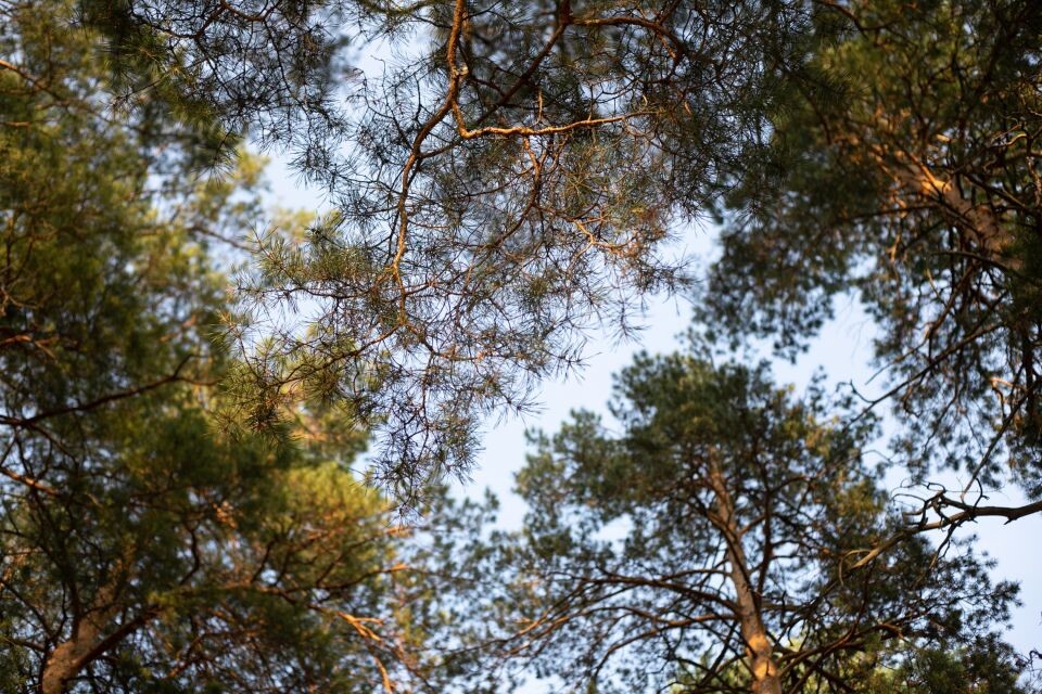    Лес. Деревья. Источник: Анна Меньшикова