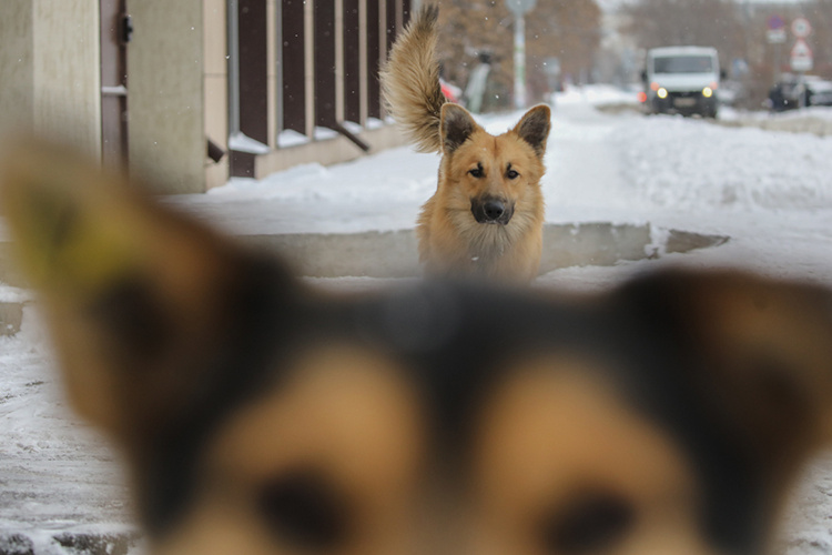    Местные жители, а также представители администрации района утверждают, что собак на территории СНТ и рядом с ним периодически кормили волонтеры.   
Фото: «БИЗНЕС Online»