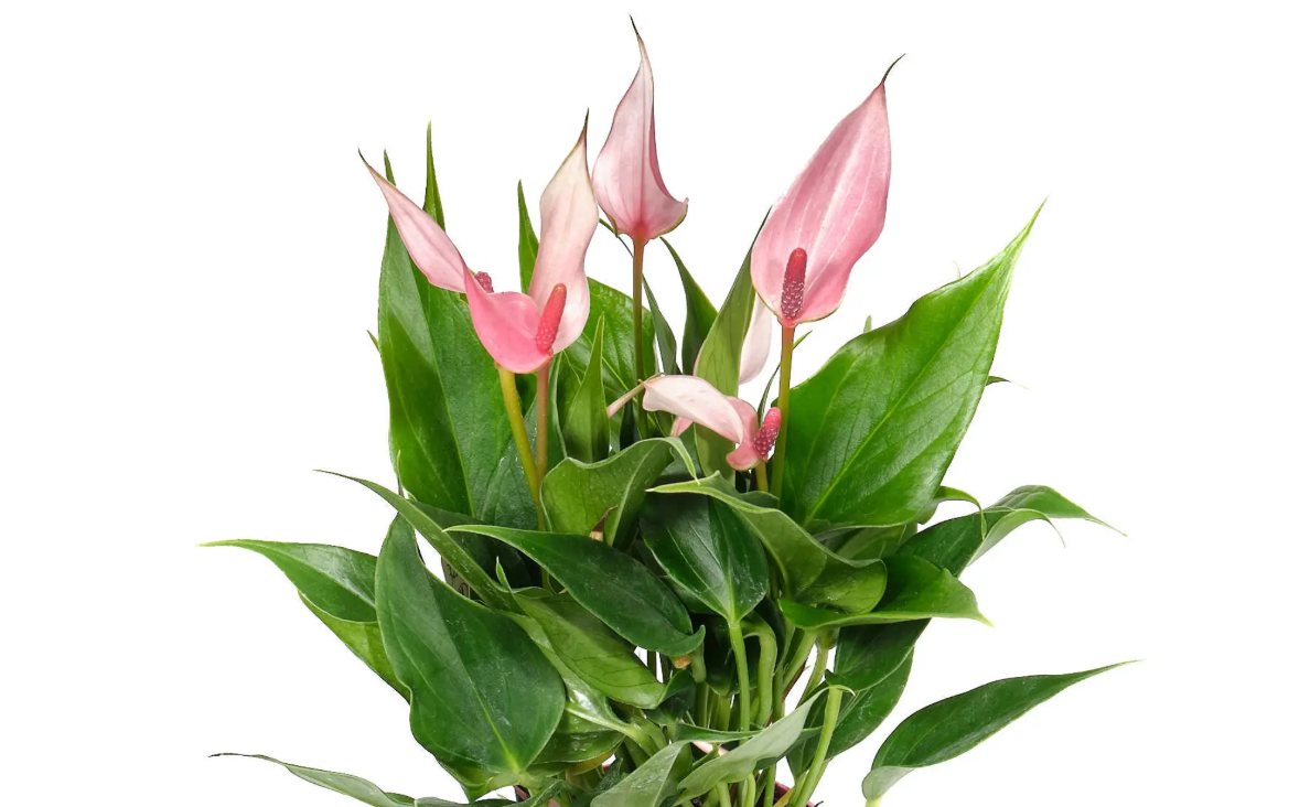 Anthurium Lily