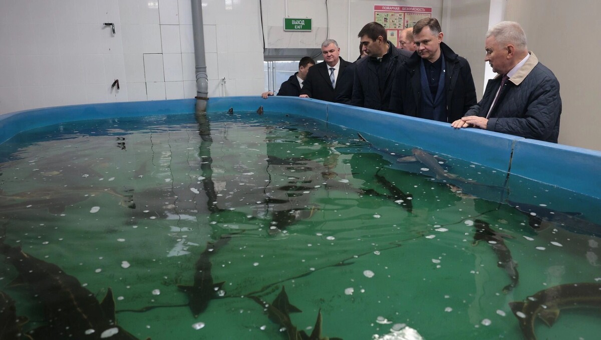    Губернатор Юрий Слюсарь заявил о развитии рыбного хозяйства в Ростовской области   donland.ru