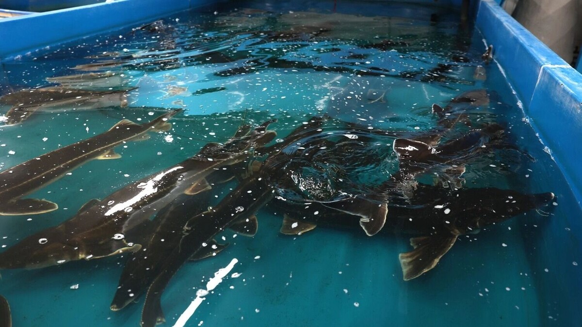    Юрий Слюсарь поручил разобраться, что можно сделать для толчка к развитию рыбного хозяйства   donland.ru