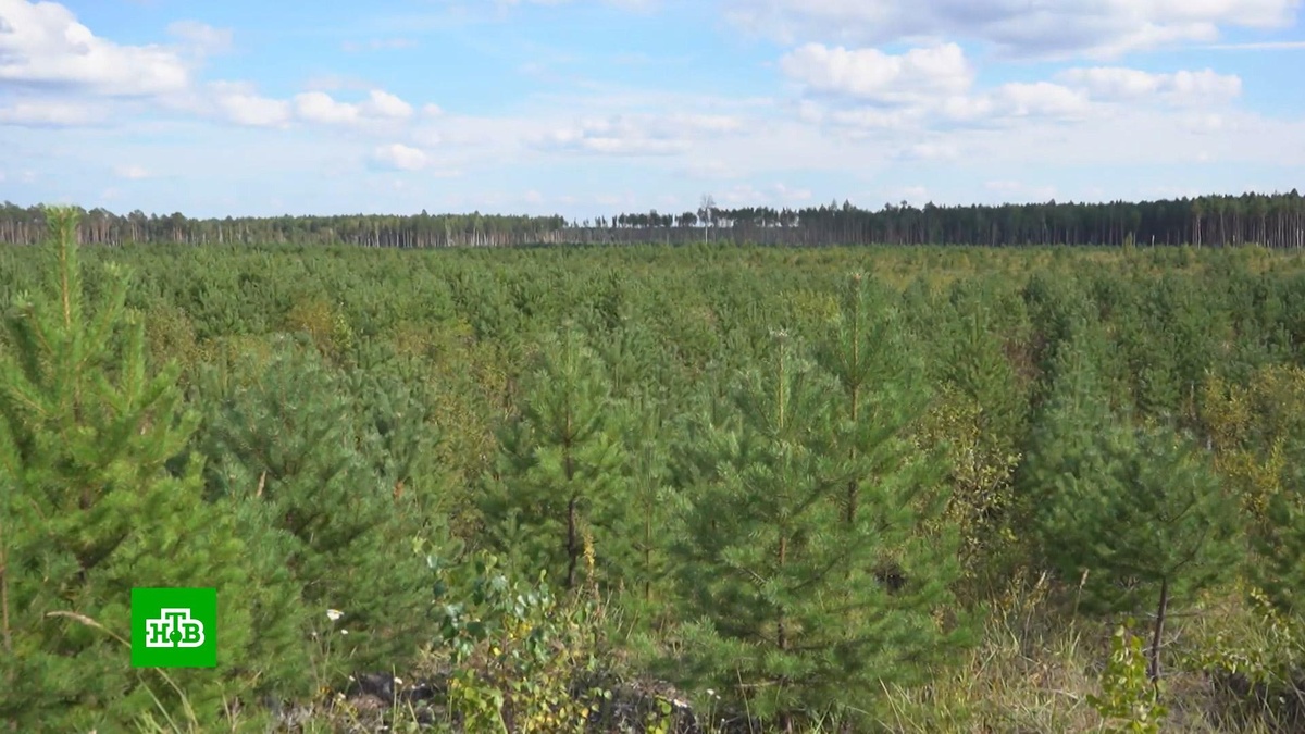    Кабмин направит 70 млрд рублей на восстановление лесов