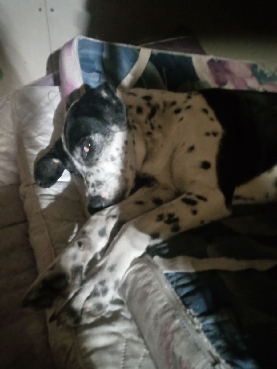 Собачка Чуча отдыхает в служебном помещении приюта