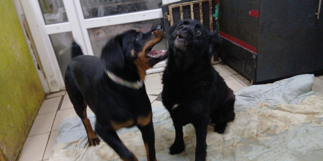 Приют Ананда изо всех сил старается держаться