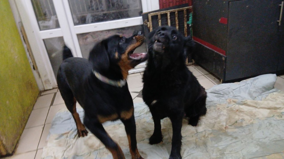 Спасенный от усыпления щенок ротвейлера находит в приюте друзей, с кем можно поиграть