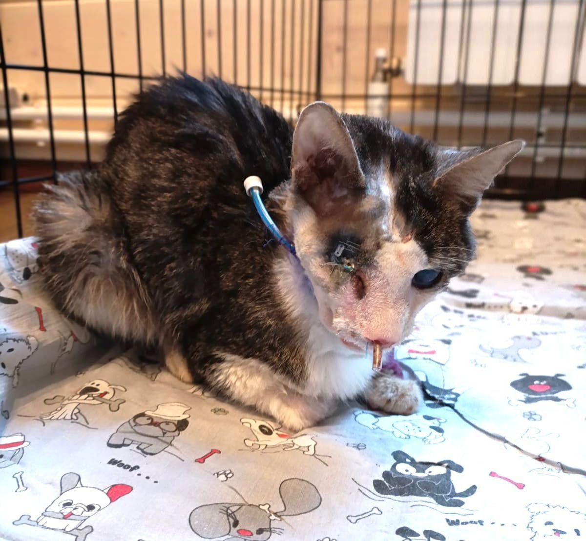 Таким Райан был