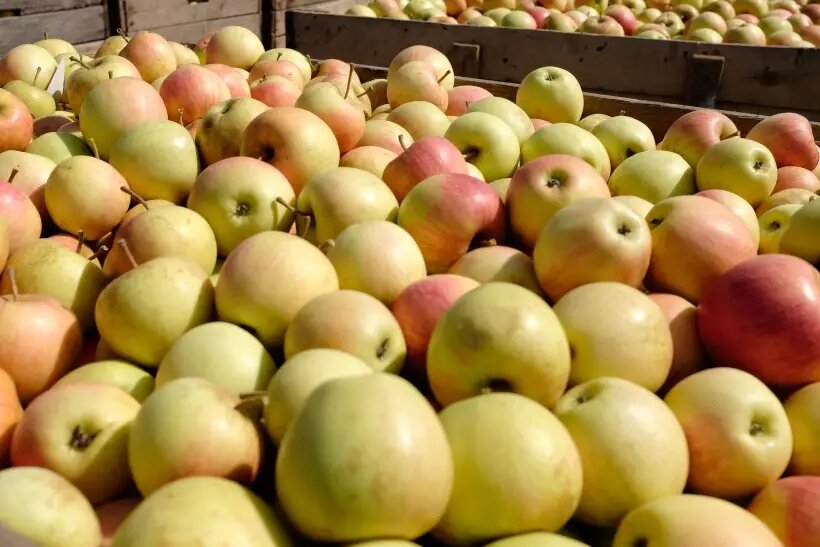     © РИА Новости. Николай Хижняк