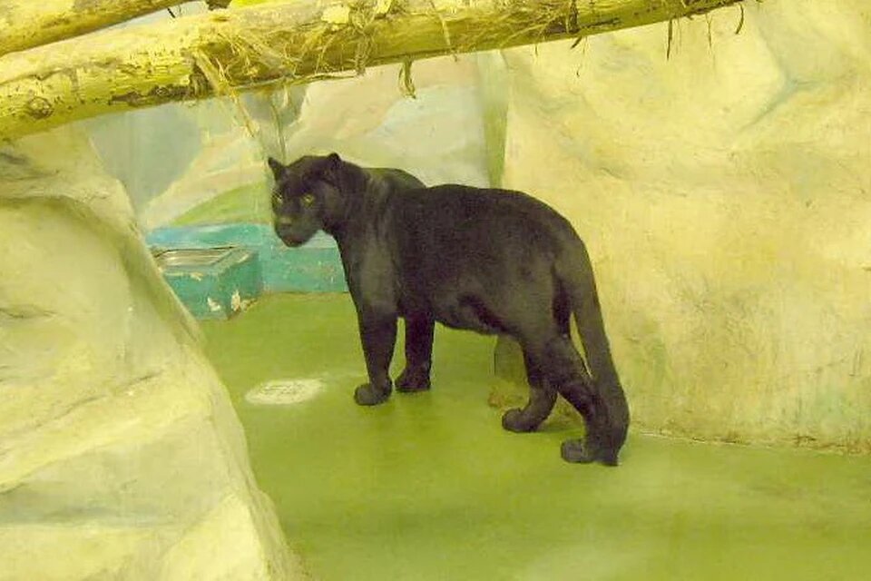 Когда уборщица вошла в вольер, перегородка, отделяющая его от помещения, где спят хищники, оказалась приоткрытой