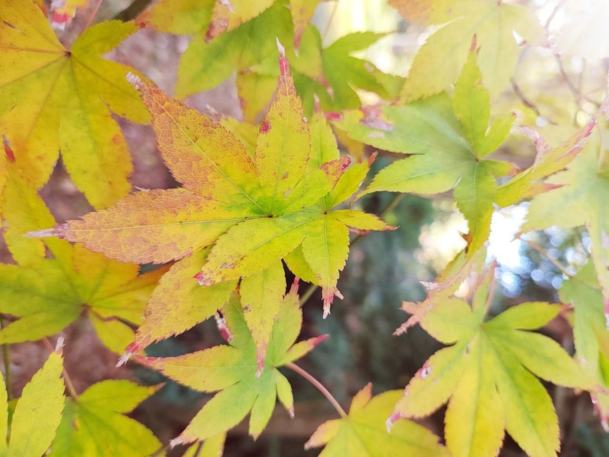    Фото: пресс-служба парка «Южные культуры»