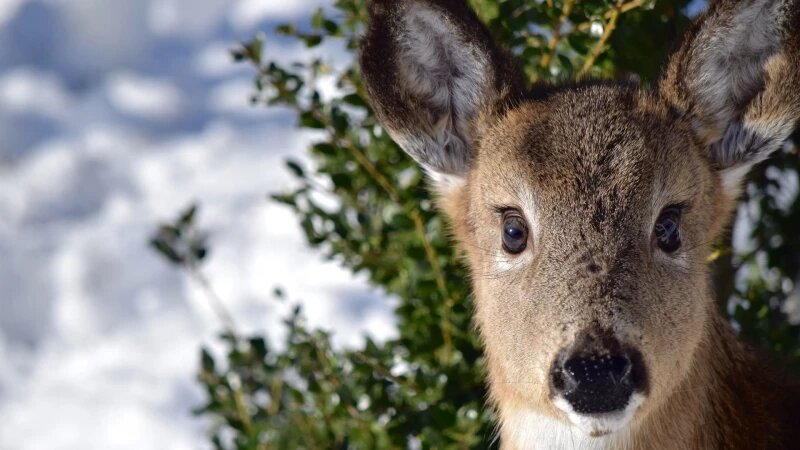     Олень. Зима. СС0