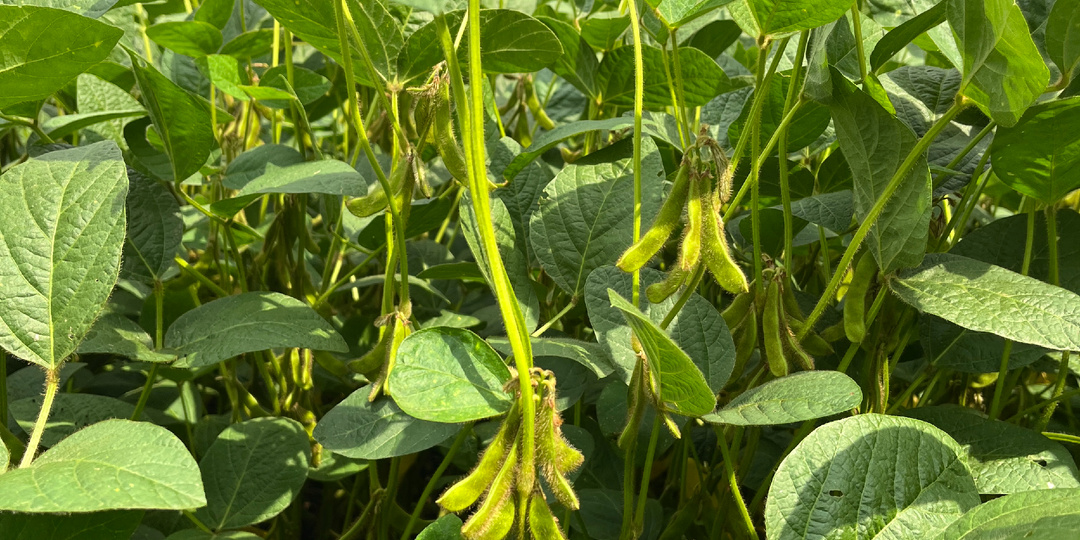 «Так ли страшен черт как его малюют. Разберемся с азотом в питании сои»