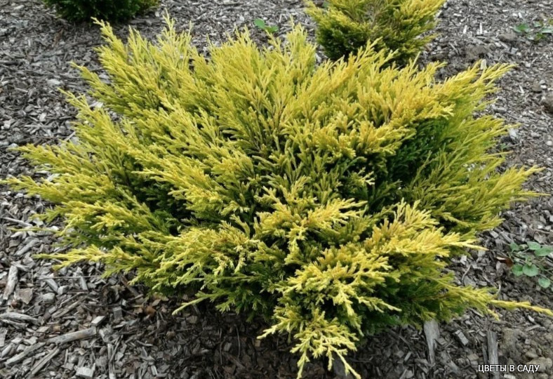 Можжевельник с яркой осенней окраской - изюминка осеннего сада