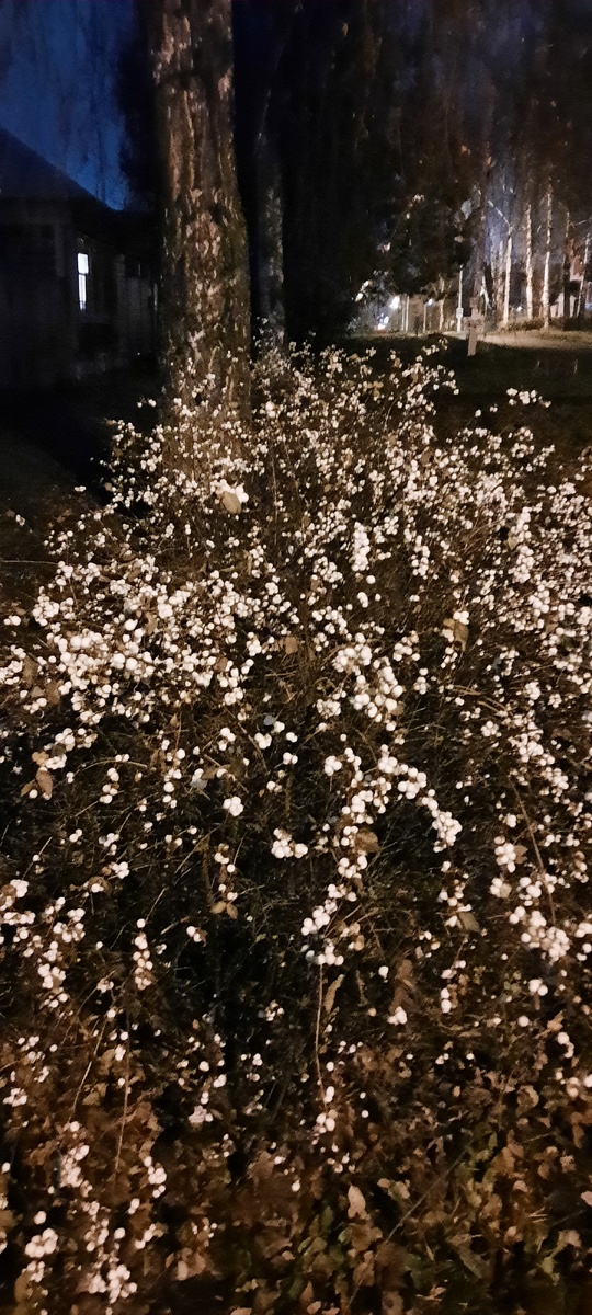 Улицы города Саранска. 02.12.25г.