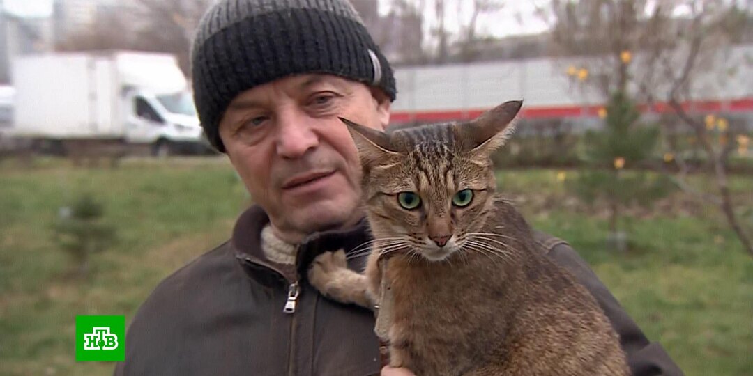 Сбежавший кот Федос из Москвы за шесть дней объехал полстраны