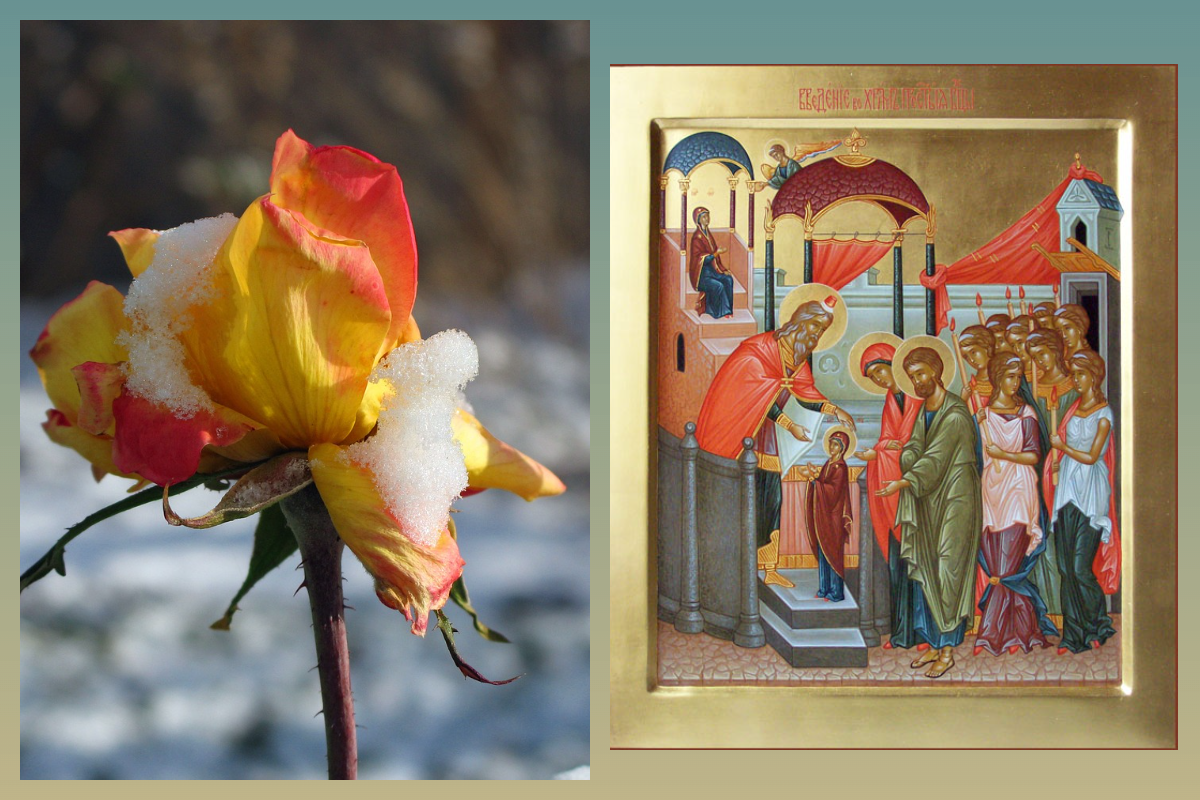 Икона Введение во Храм Пречистой Девы Марии, Роза на морозе/pixabay.com