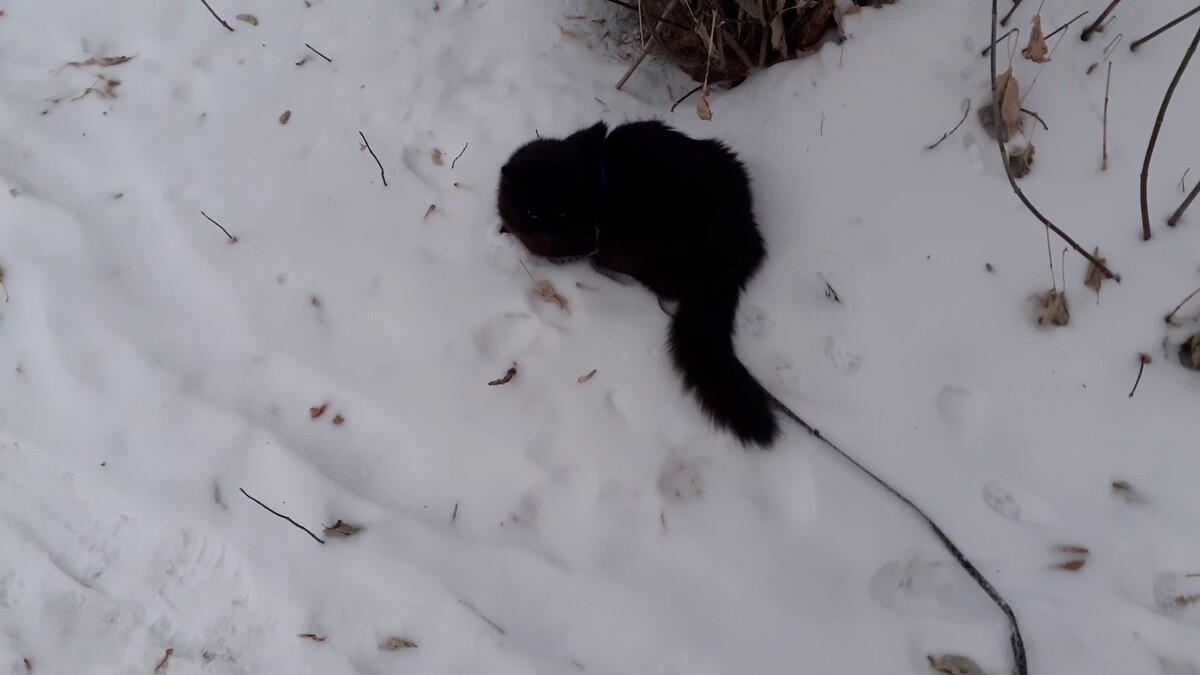 Залег в снегу.