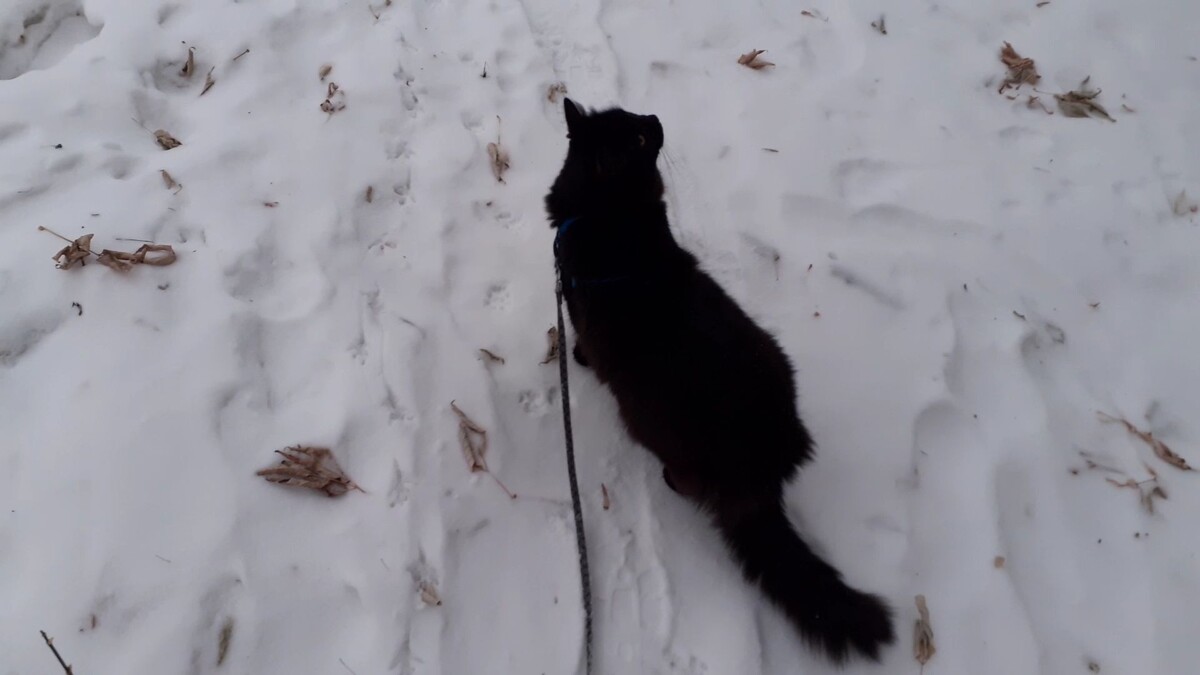 увидел птичку.