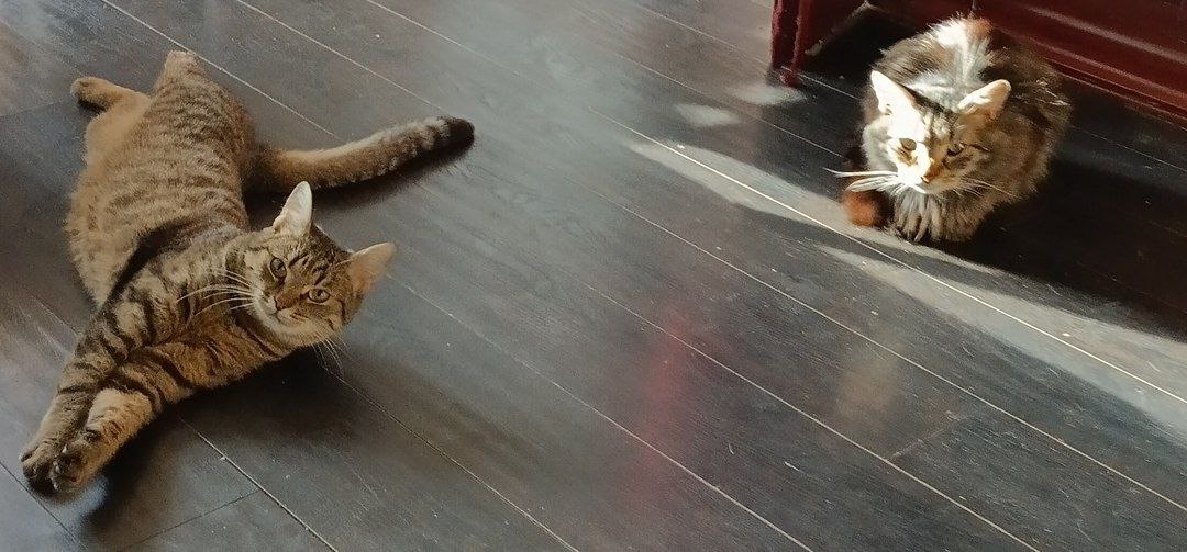 Наши кошки-путешественницы. Кто они такие и как к нам попали. И три важных вопроса в конце (не только про кошек)