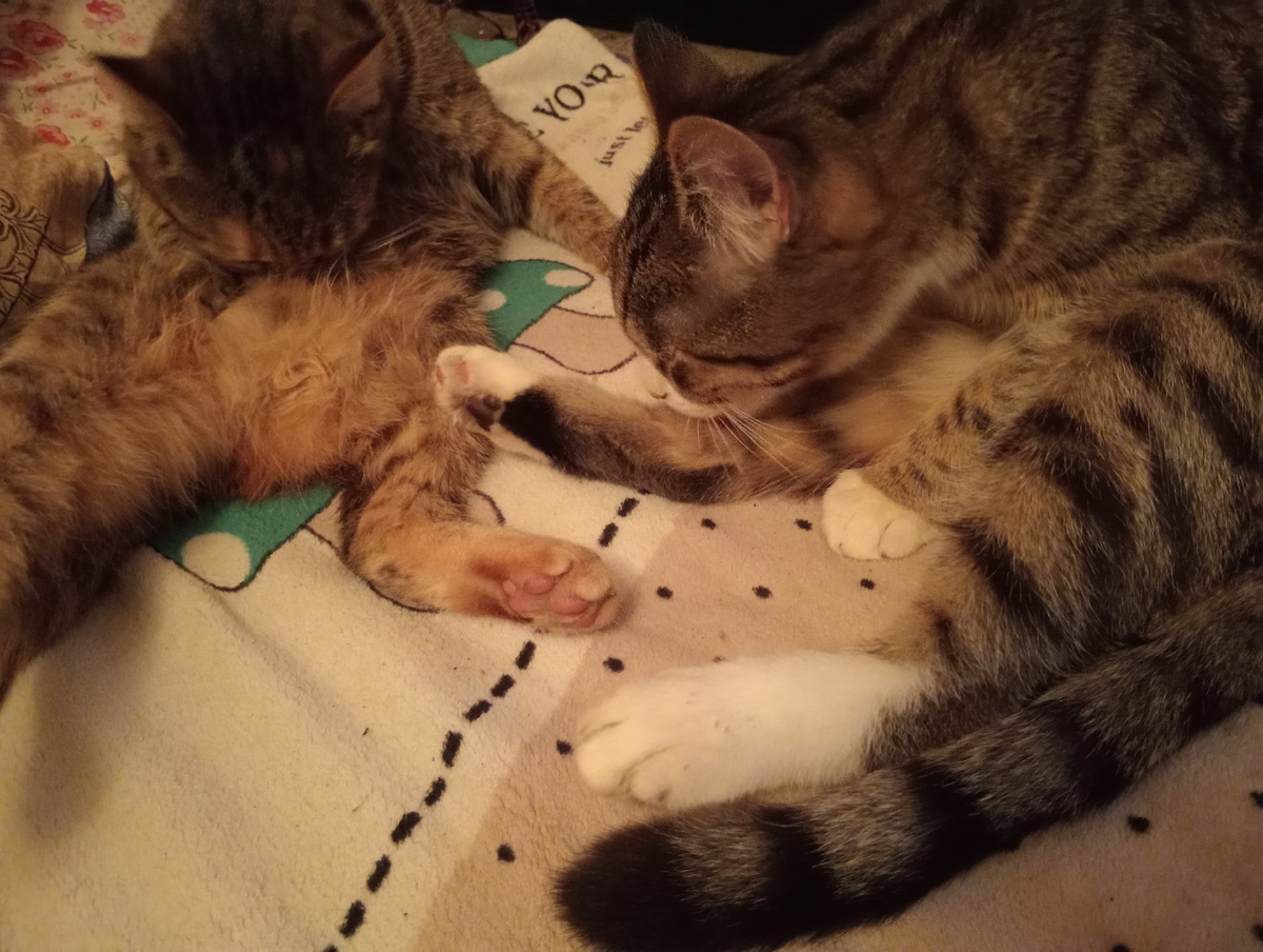 Умываются перед сном! Подлизы!😸