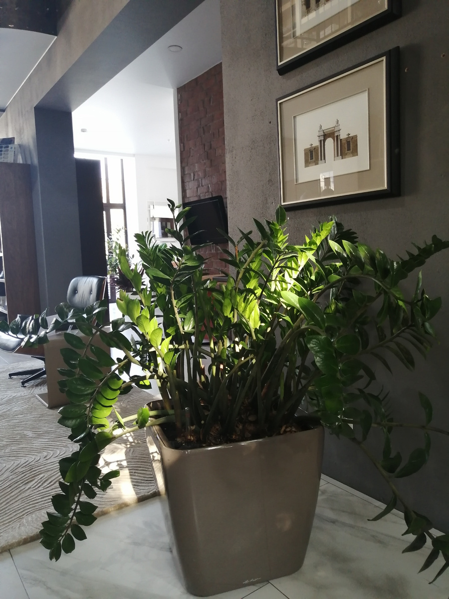 Замиакулькас Замиелистный в интреьере (фото из личного архива)