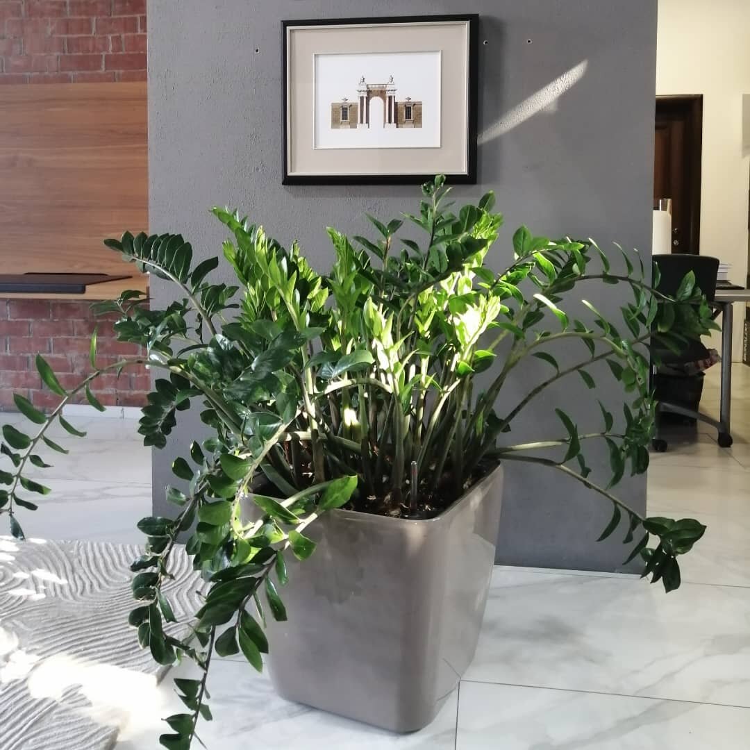 Замиакулькас Замиелистный в интреьере (фото из личного архива)