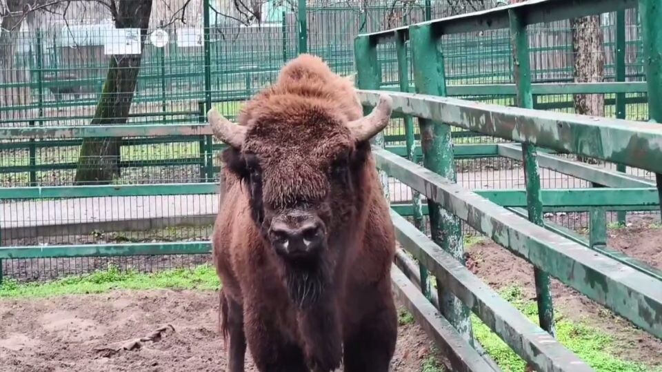    Зубр. Источник: t.me/lesnayskazka