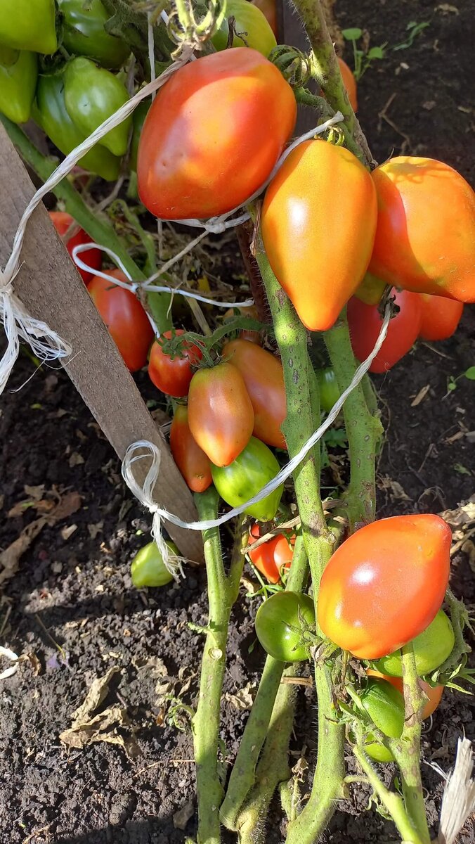 Десперадо (отчаянный, головорез) фото автора 