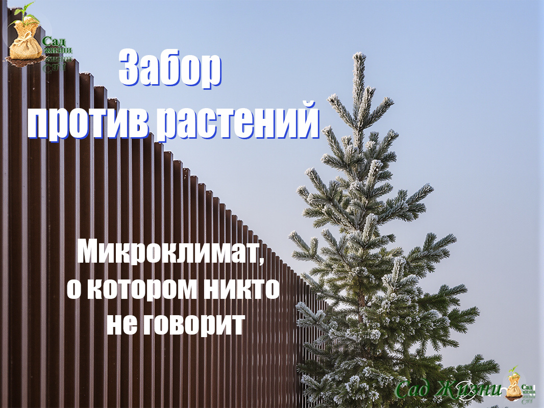 Ваш забор портит зимовку растений