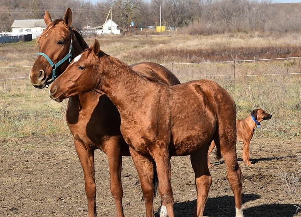    Дончаки отличаются золотисто-рыжей мастью. Мария ГИЧЕНКО