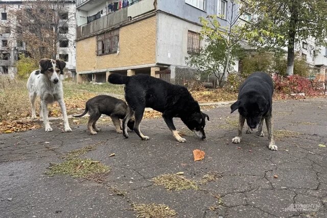    Куда обращаться пензенцам по поводу отлова бродячих собак?