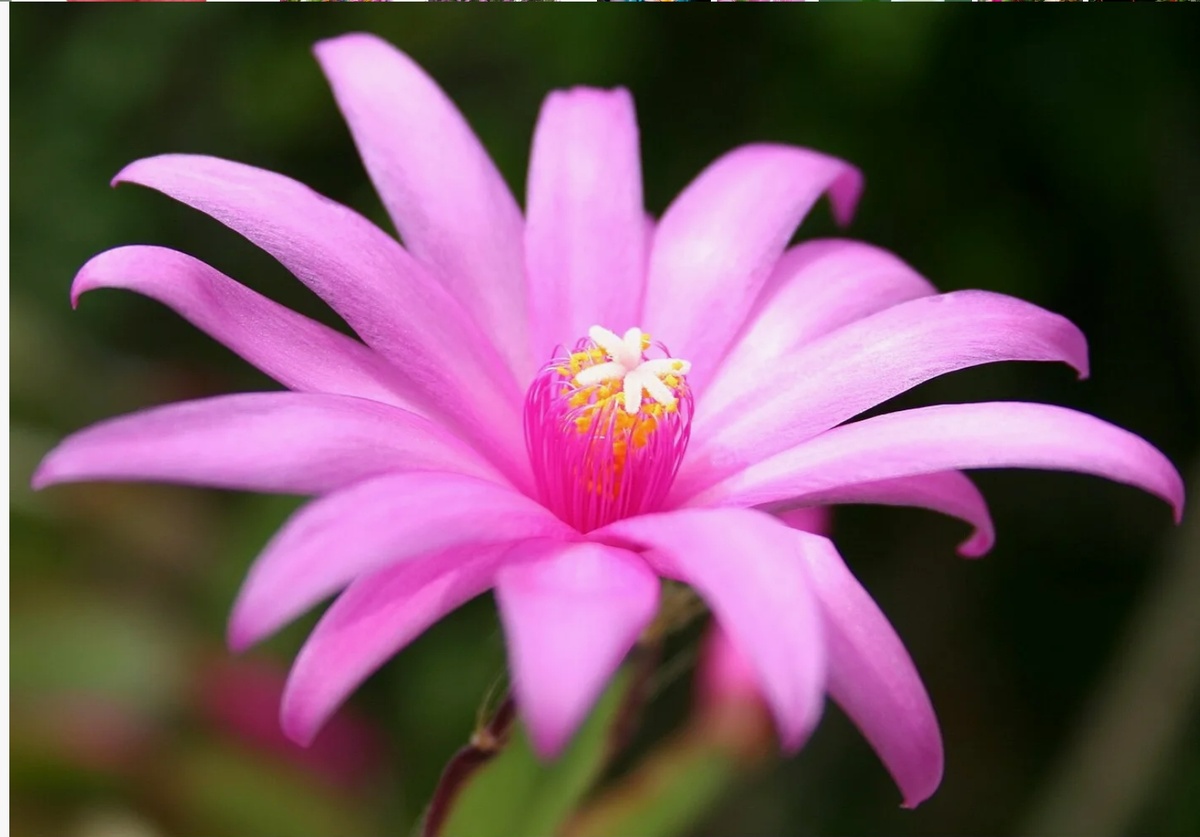 Цветок гибридного кактуса «декабрист»