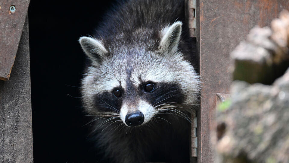     Пьяный енот устроил погром в винно-водочном магазине и уснул в туалете www.globallookpress.com/Bernd WeiÃŸbrod/dpa