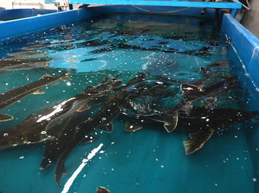    Рыбы // Правительство Ростовской области