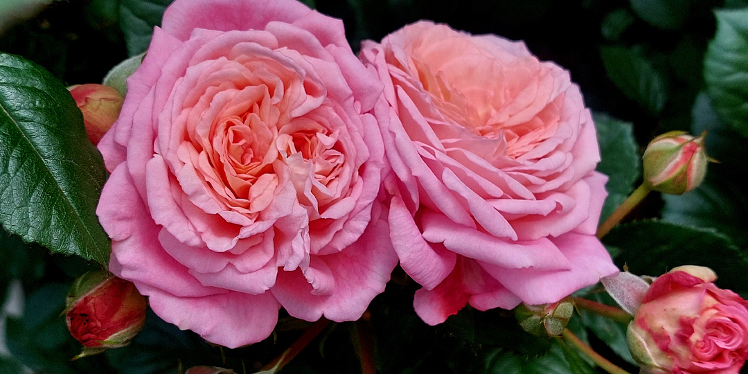 "Дополнительный скорый". Вопросы - ответы про розы. 4 декабря 2025 года