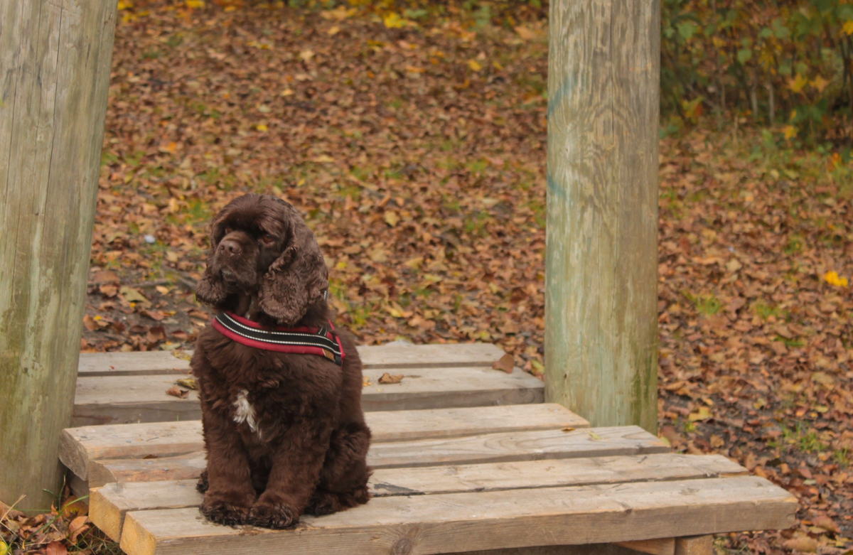 Верность, которая не требует доказательств и слов.