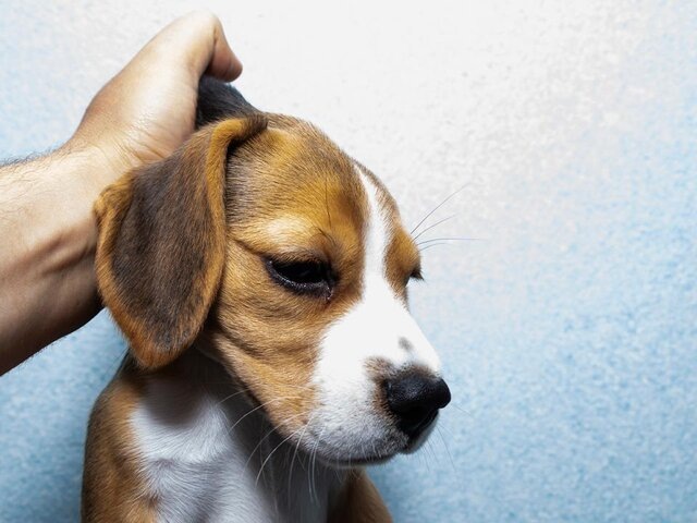    Фото: depositphotos/mihail39