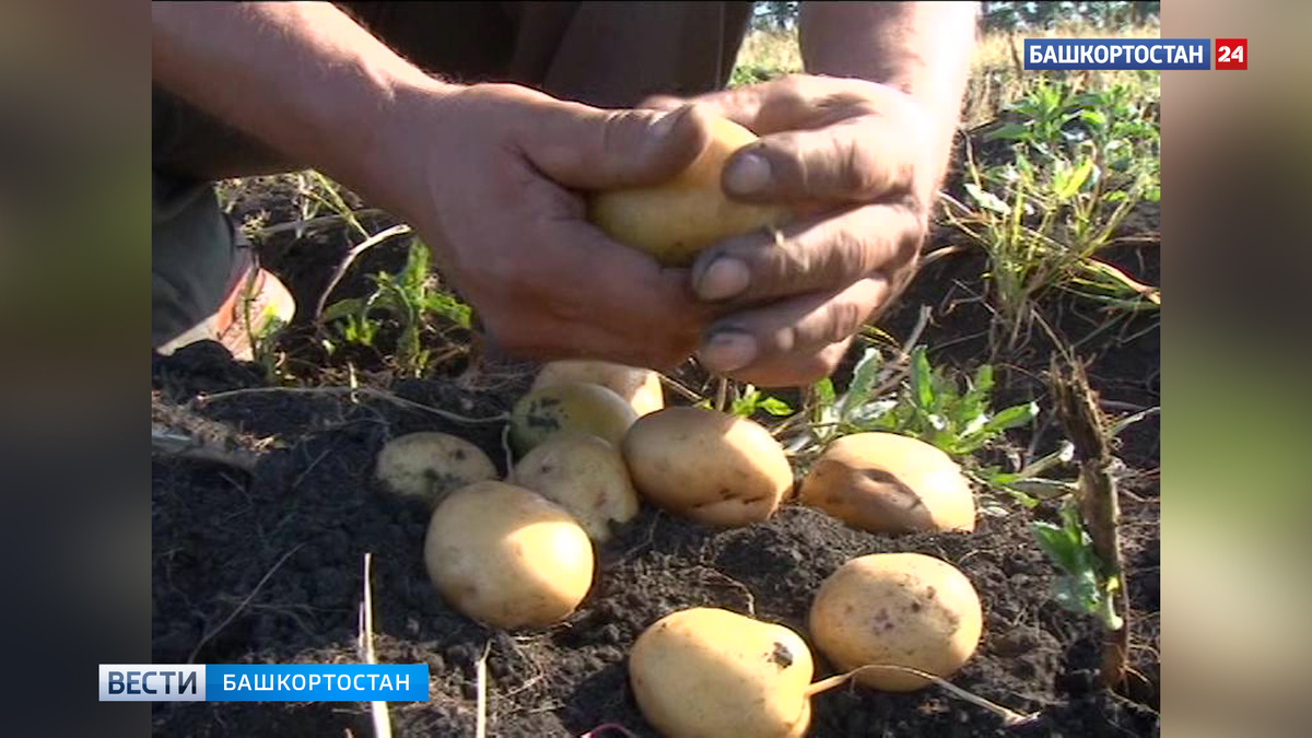    Предприниматели из Узбекистана будут выращивать картофель в Башкирии
