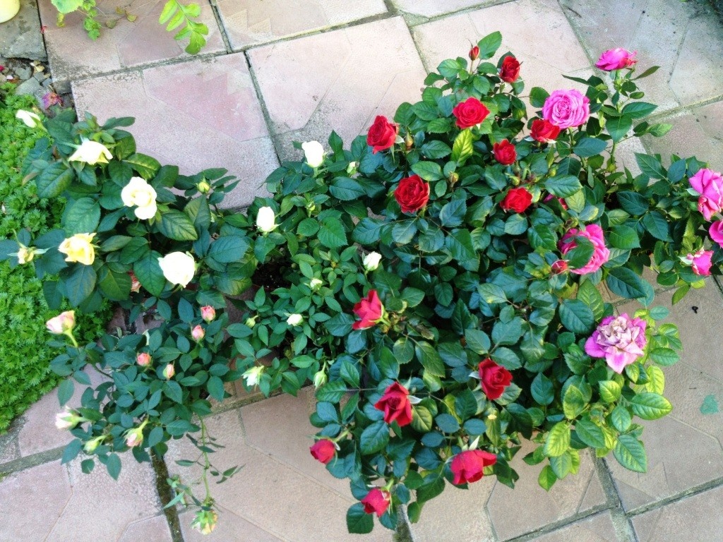 Несколько раз я покупала розы Кордана