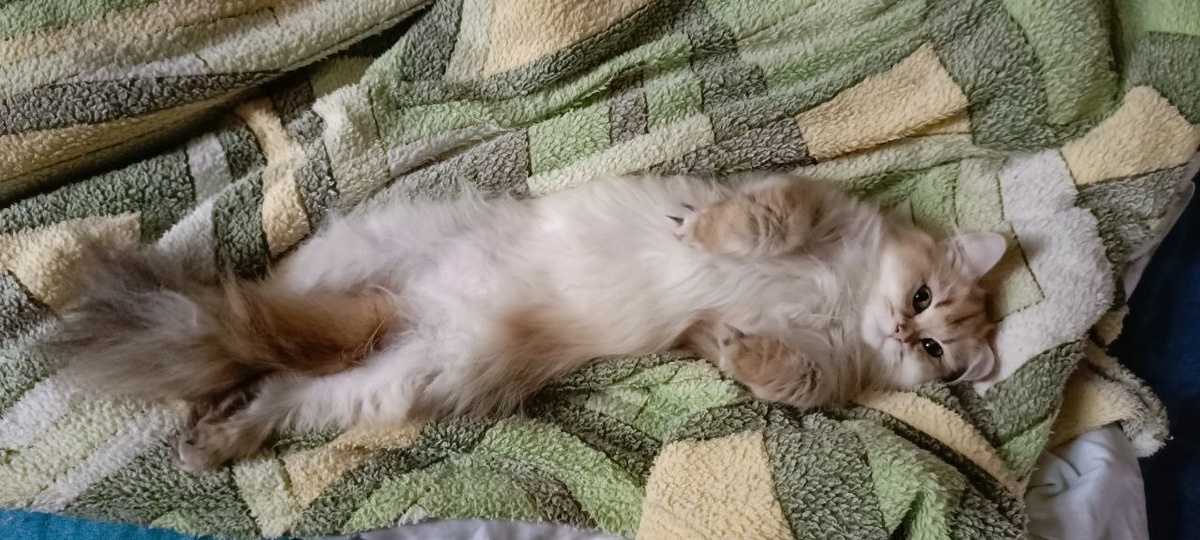 Тигра толстопузая))) 