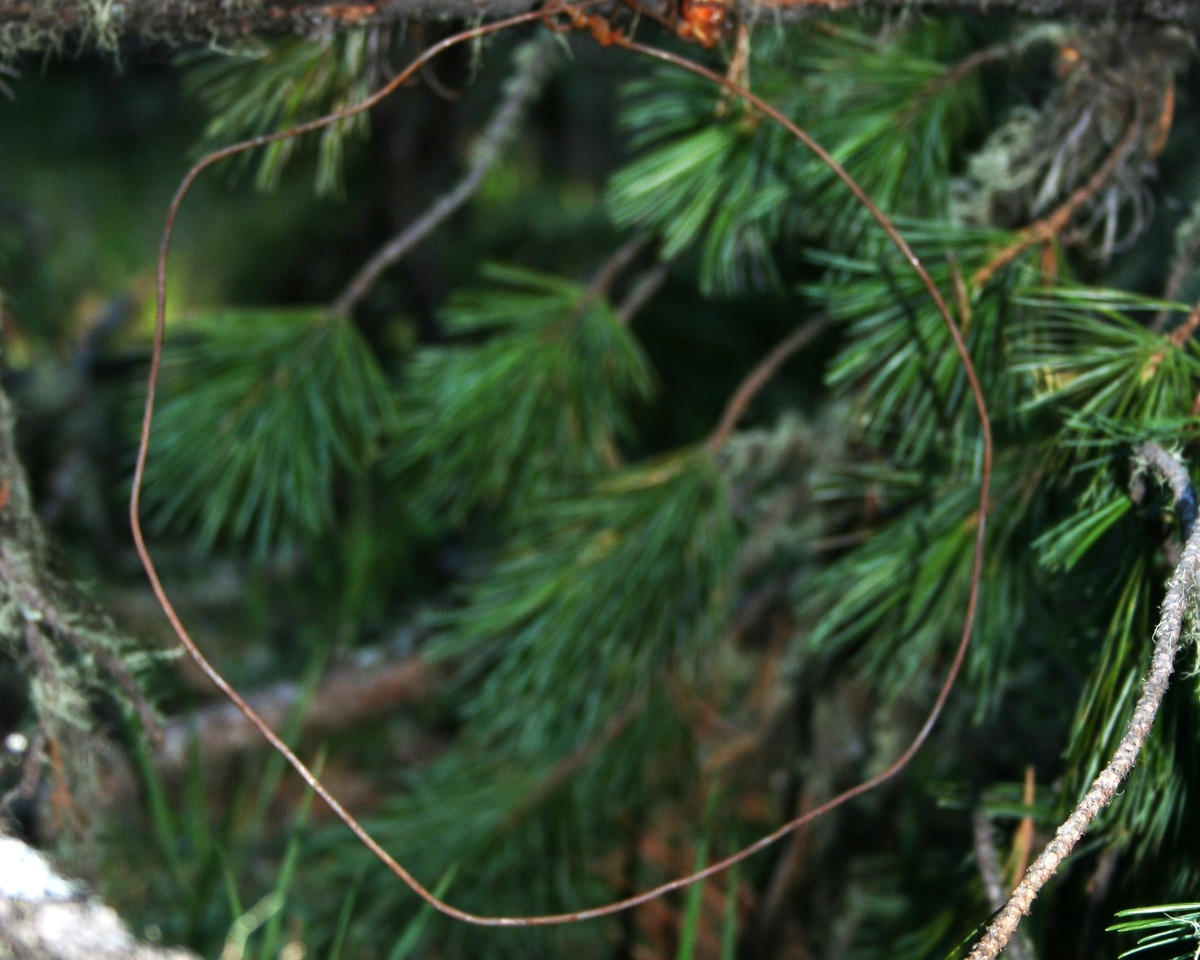 Браконьерская петля насторожена в местах обитания снежного барса. (с) И. Иваницкий. 