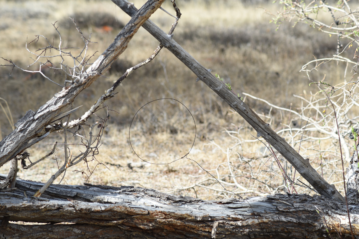 Вот так может быть насторожена браконьерская петля на тропе, где перемещаются снежные барсы. (с) Евгений Бутушев. 